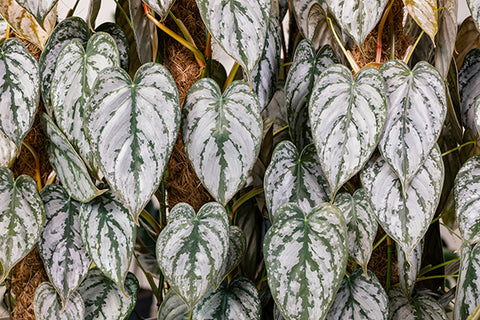 Philodendron brandtianum | Australian Indoor Houseplants | Chalet Boutique