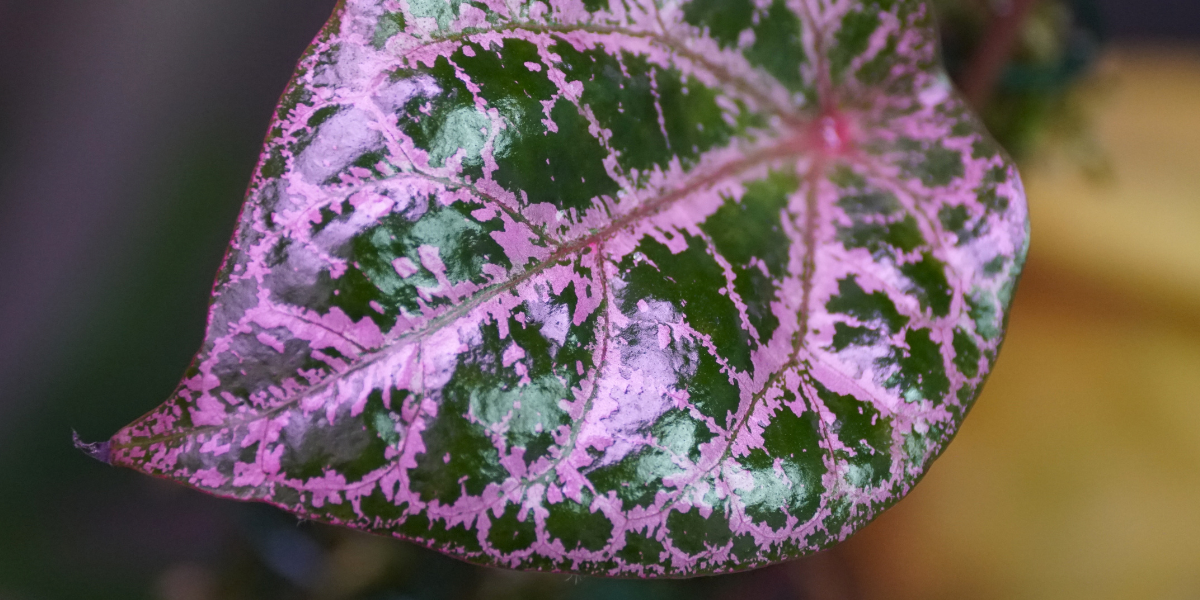 What are the dots on the back of my Piper plant leaves?