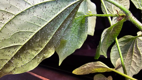 Piper Leaf Crystals | Piper Plant Leaf Spots