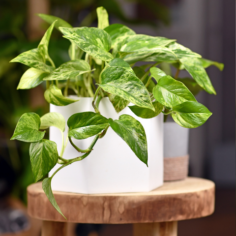 Indoor Plants Toxic To Pets | Rare Indoor Plant Nursery, Australia