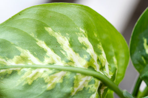 Spider mite damage on Calathea foliage | Chalet Boutique, Australia