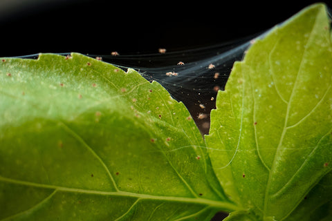 Spider mites webbing on Indoor Plants  | Chalet Boutique, Australia