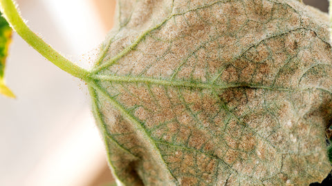 What does Spider Mite Damage look like | Chalet Boutique, Australia