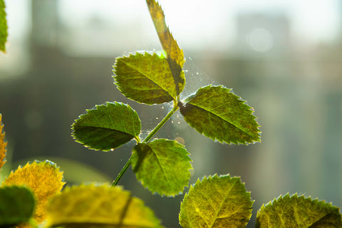 How do you find Spider Mites on your plants | Chalet Boutique, Australia