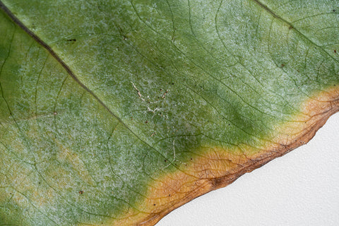 What does Spider Mite damage look like? | Chalet Boutique, Australia