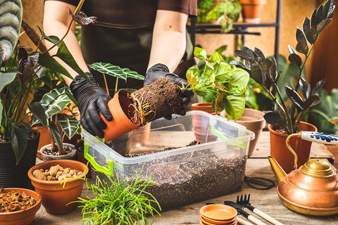 Repotting Syngonium