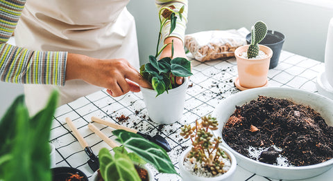 Repotting