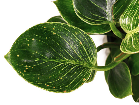 Rust Spots on Philodendrons