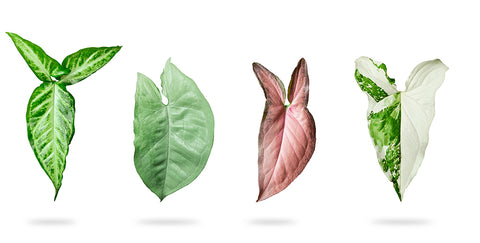 Syngonium Plant Care Guide | Chalet Boutique, Australia