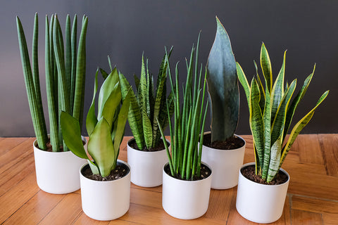 Sansevieria | Australian Indoor Houseplants | Chalet Boutique, Australia