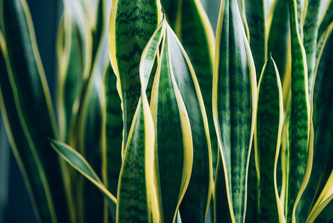 Sansevieria trifasciata | Australian Indoor Houseplants | Chalet Boutique, Australia