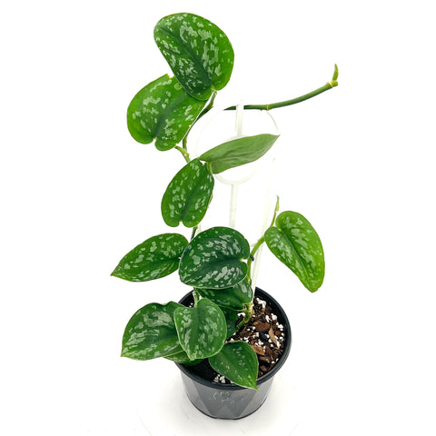 Scindapsus 'Silver Satin' | Best Low-Light Hanging Indoor Plants