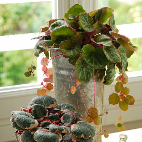 Strawberry Begonia | Low Light Indoor Plant