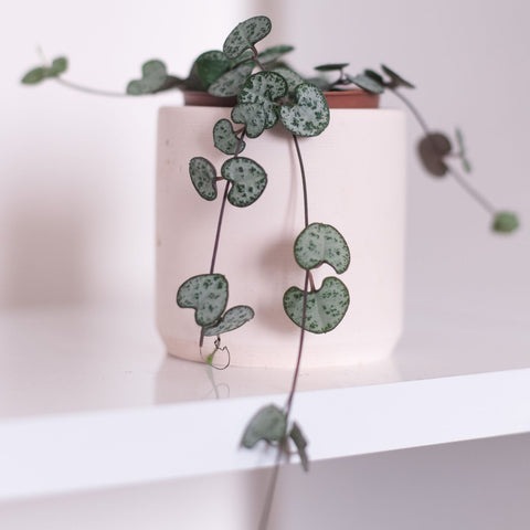 String of Hearts | Best Low-Light Indoor Plants