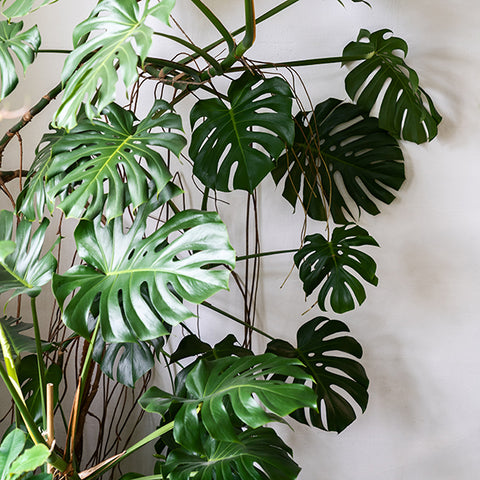 Swiss Cheese Plant (Monstera Deliciosa) | Low-Light Indoor Plants