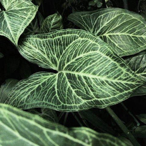 Syngonium Batik | Low-Light Indoor Plant