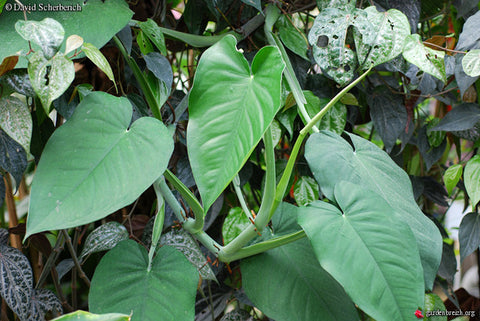 Syngonium Chiapense mature leaf