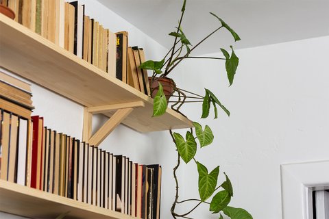 Syngonium Trailing From A Shelf | Chalet Boutique, Australia