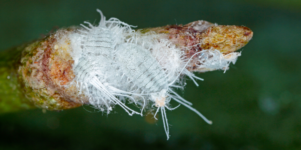 The Ultimate Guide to Getting Rid of Mealybugs