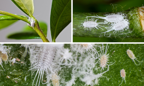 The Ultimate Guide To Getting Rid of Mealybugs