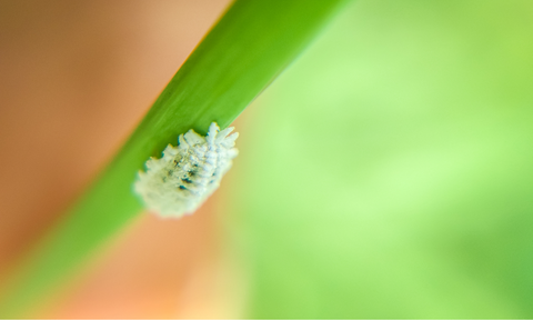 The_Ultimate_Guide_To_Getting_Rid_Of_Mealybugs