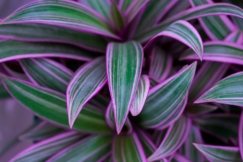 Tradescantia Spathacea 'Stripe Me Pink'