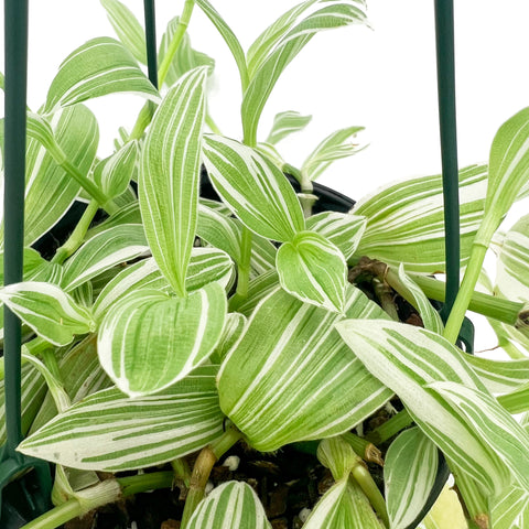Tradescantia 'Quick Silver' | Best Low-Light Hanging Indoor Plants