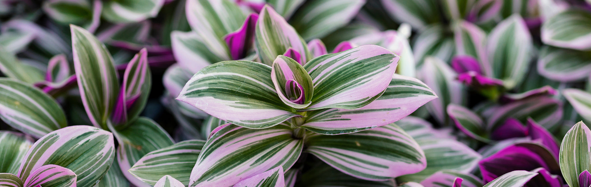 Tradescantia Care Guide  | Australian Indoor Houseplants | Chalet Boutique