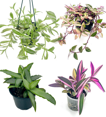 Tradescantia | Australian Indoor Houseplants | Chalet Boutique