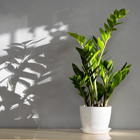 Zamioculcas zamiifolia | Low Light Indoor Plants