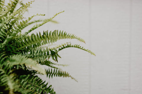 Boston Fern Indoor Plant