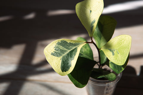Ficus Triangularis | Australian Indoor Houseplants | Chalet Boutique, Australia