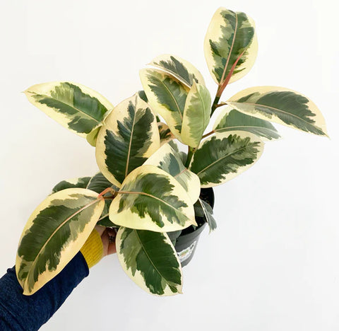 Ficus Tineke | Australian Indoor Houseplants | Chalet Boutique, Australia
