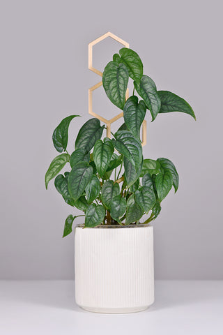 Monstera siltepecana | Australian Indoor Houseplants | Chalet Boutique