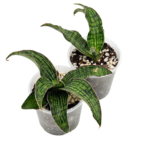 Sansevieria Cleopatra | Australian Indoor Houseplants | Chalet Boutique, Australia