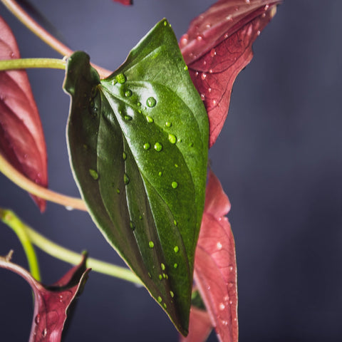 Syngonium Red Arrow | Best Low-Light Hanging Indoor Plants