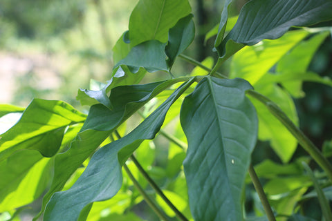 Syngonium macrophyllum Mature Leaf
