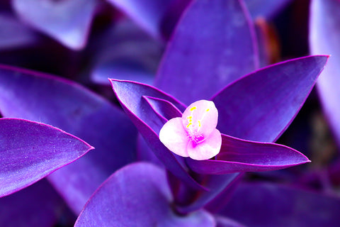 Tradescantia Purple Heart | Australian Indoor Houseplants | Chalet Boutique
