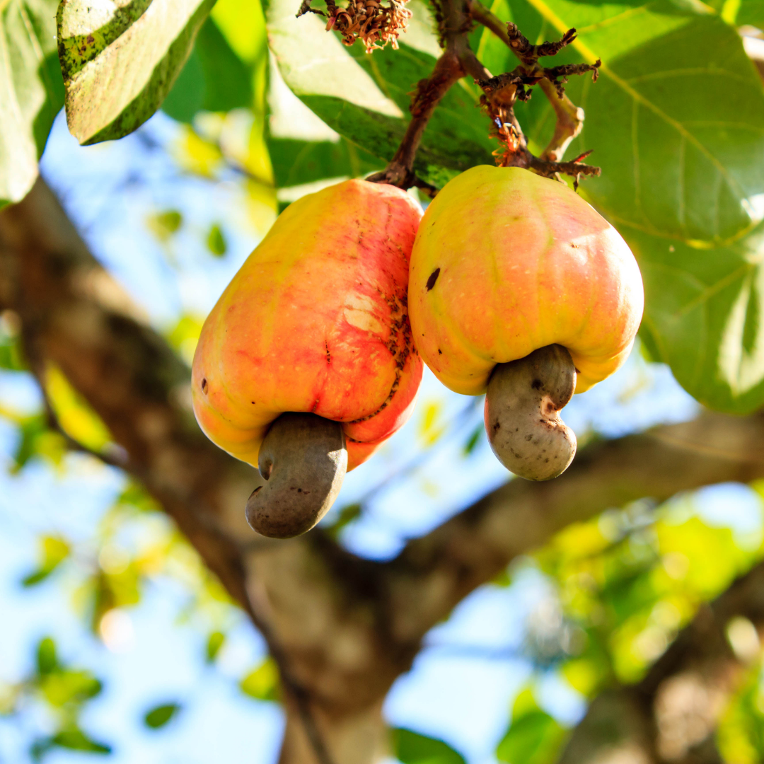 How Do Cashews Grow? (What Is A Cashew Apple?) – Ayoub's Dried Fruits ...