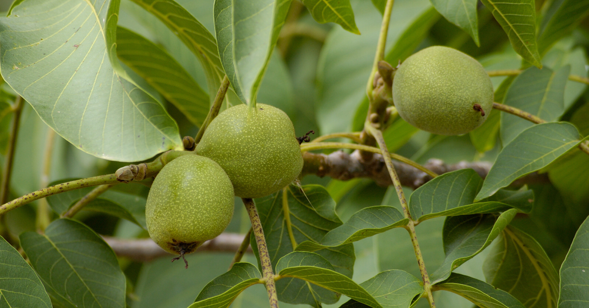 Walnut fruit on walnut tree 