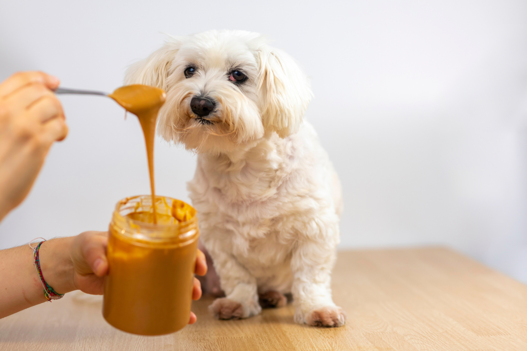 A person feeding peanut butter to a dog.