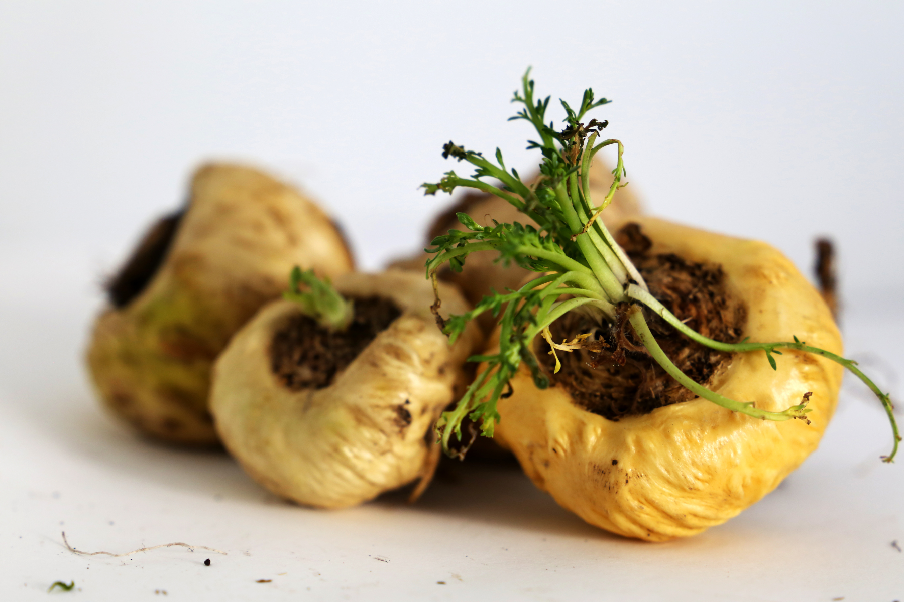 Maca root which can be beneficial for perimenopause symptoms such as hot flashes and interrupted sleep
