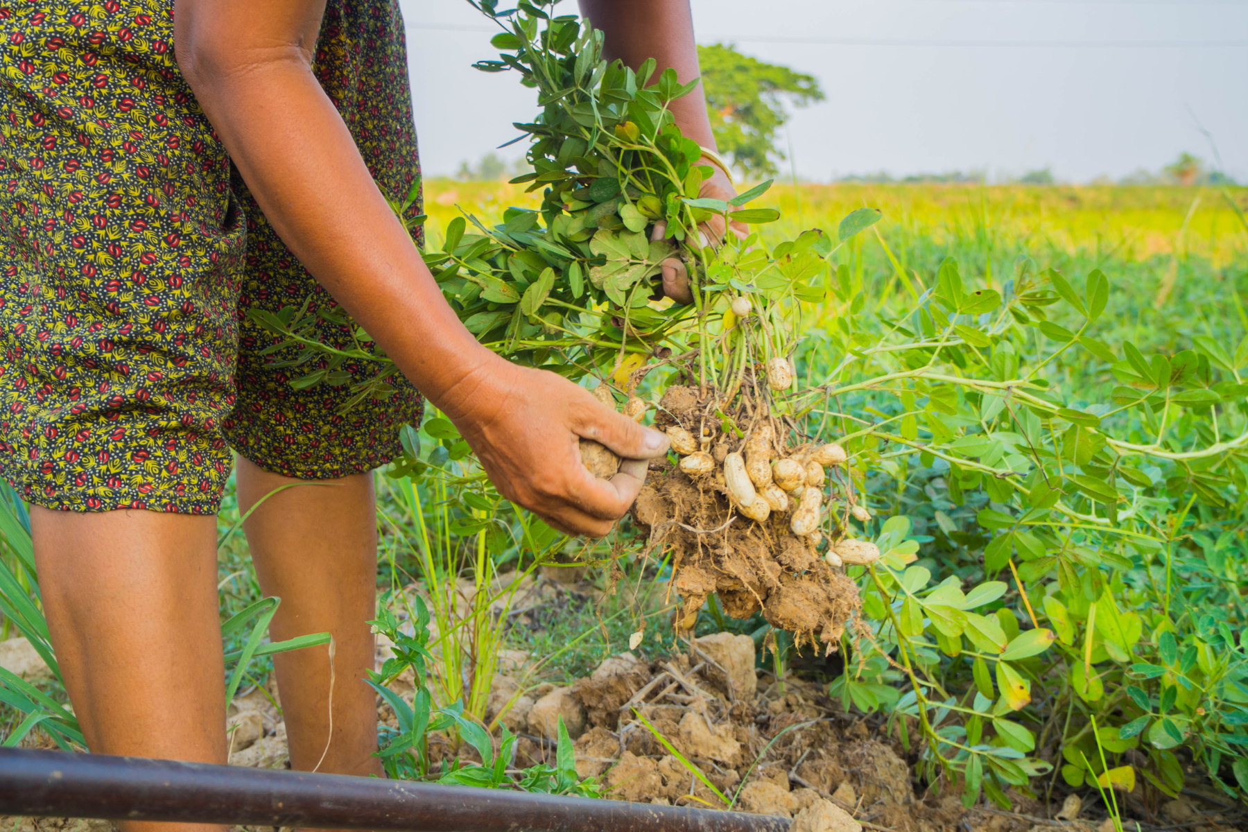 A woman harvesting peanuts in a field.