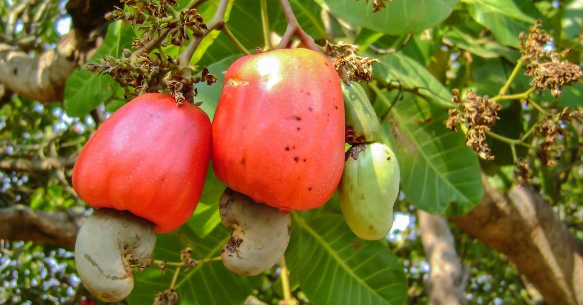 red cashew apple growing on a tree