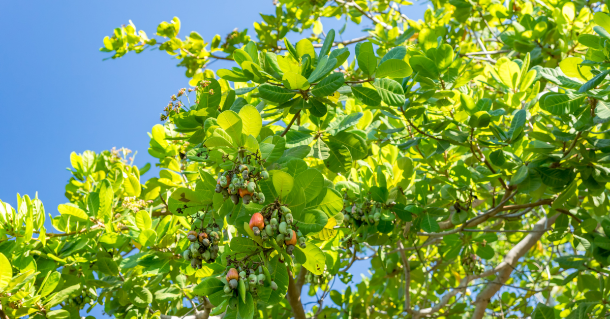 cashew tree with cashew apples growing on it