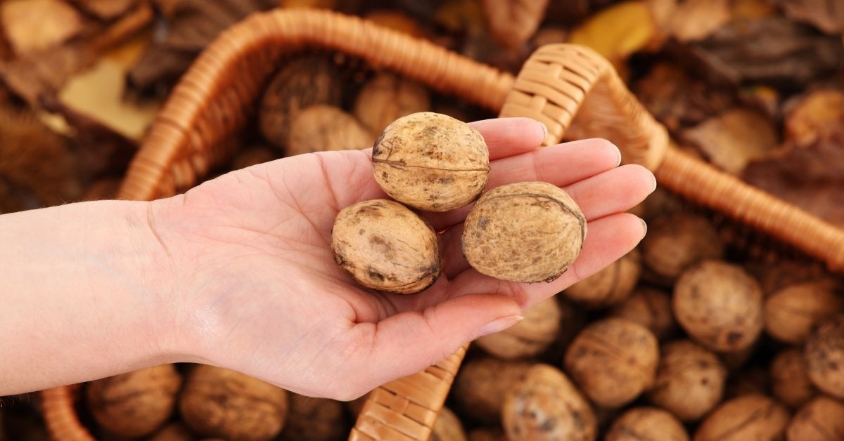 quality fresh walnuts