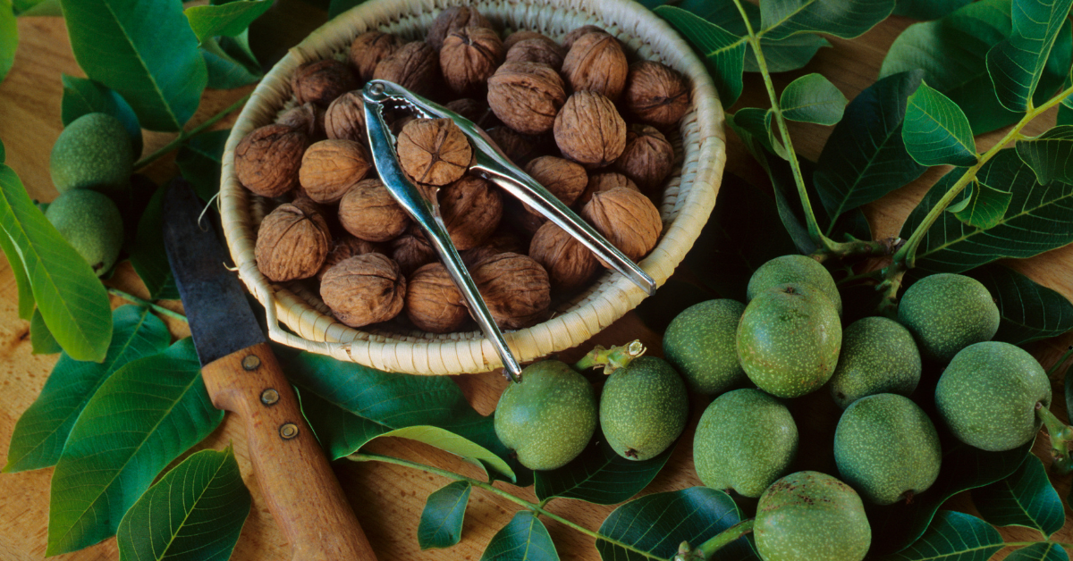history of walnuts