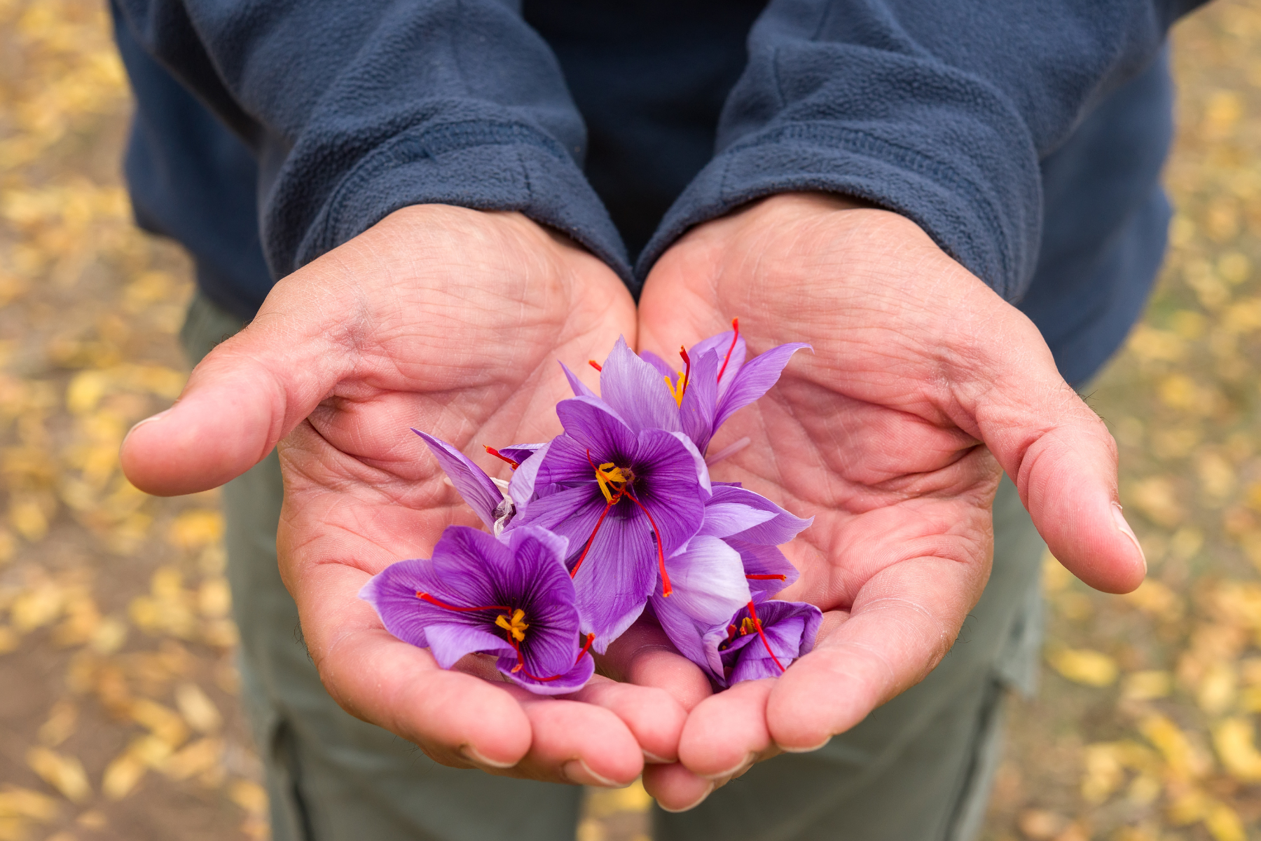 Is Saffron Really More Expensive Than Gold?
