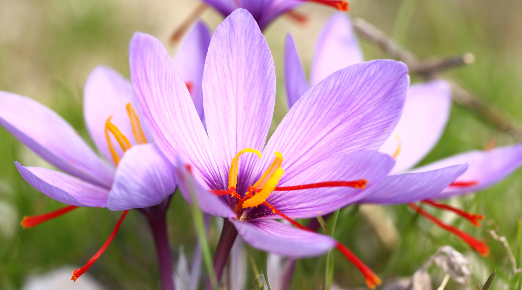 Purple saffron flowers with red stamen blooming in the grass.