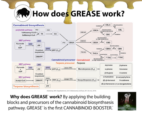 Cannabinoid Biosynthesis Pathways